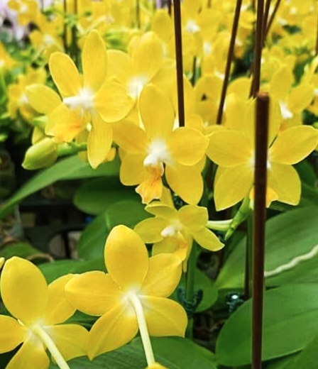 精選蘭花-黃金柳橙冰