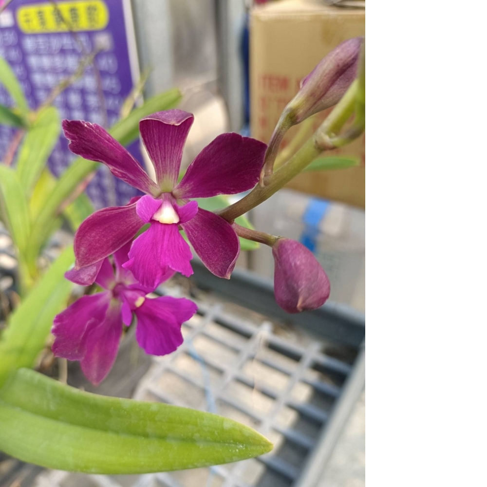 精選蘭花-紫紅樹蘭（