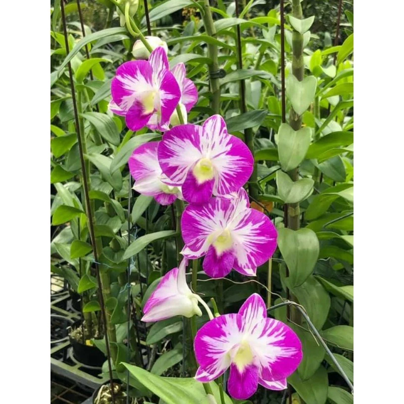 精選蘭花-祥育秋石斛