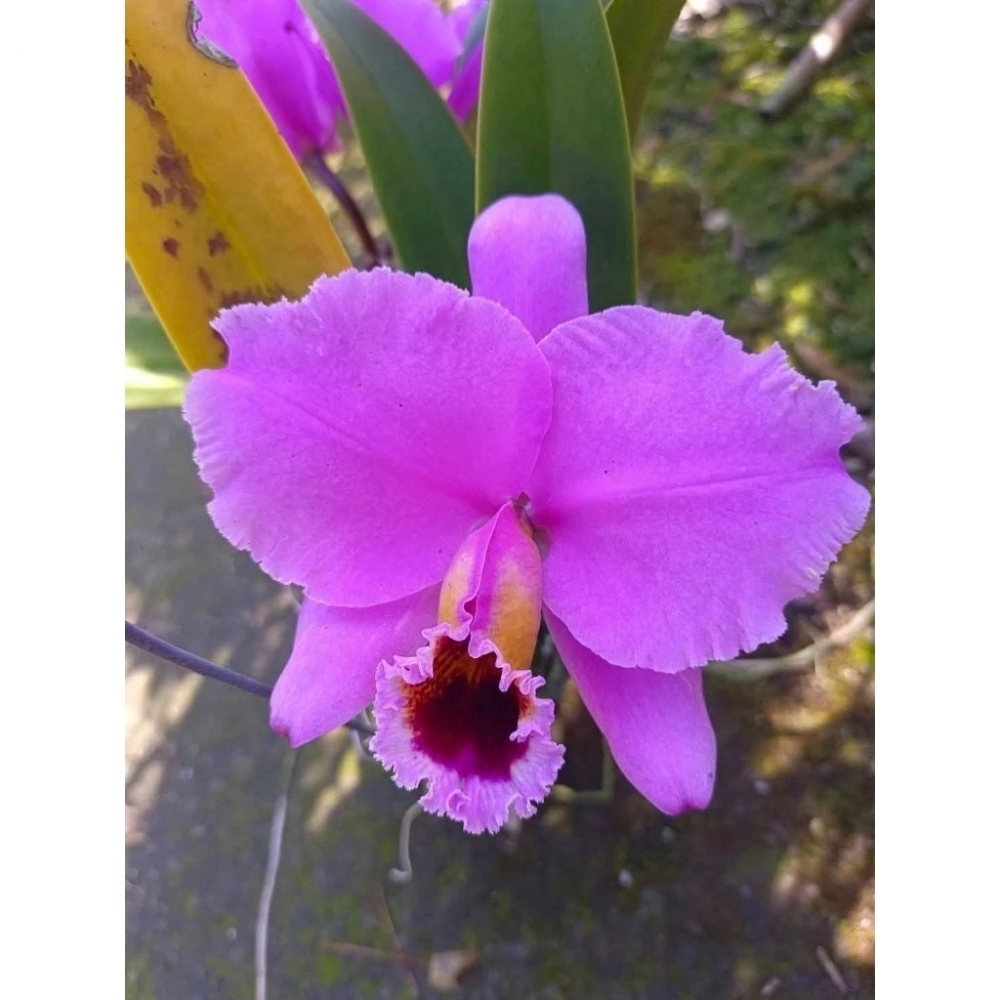 ［蘭花瓶苗］原生種嘉