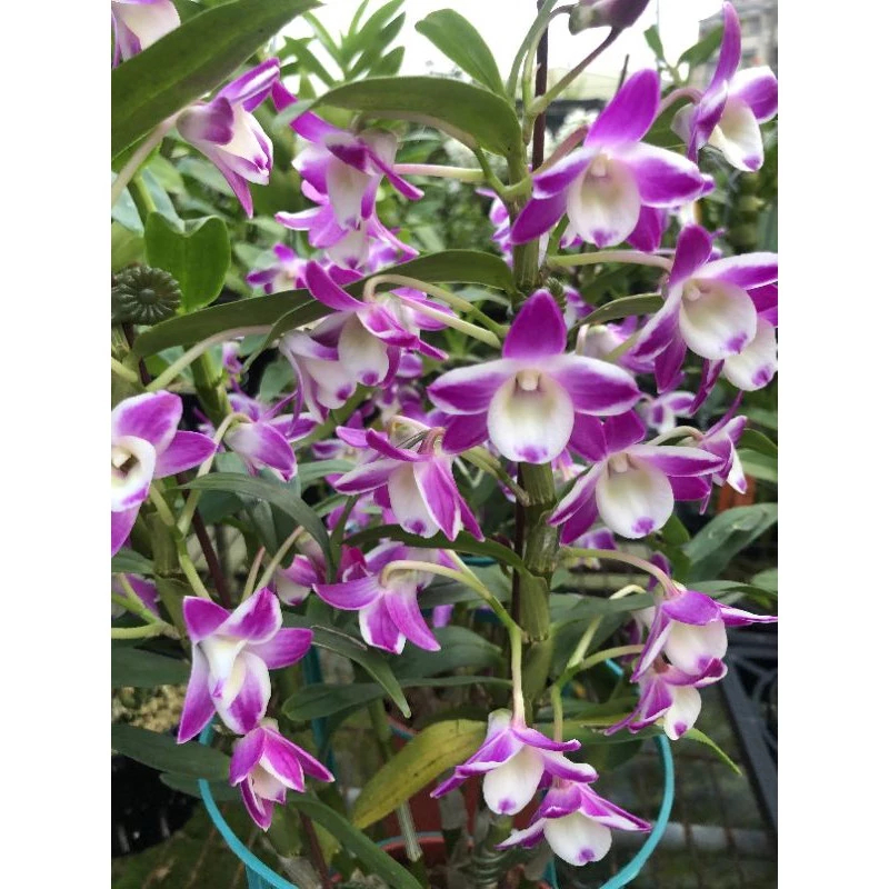 [精選蘭花] 台中改