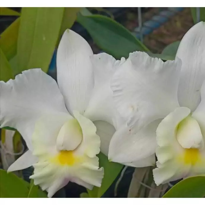 [精選蘭花] 白色走