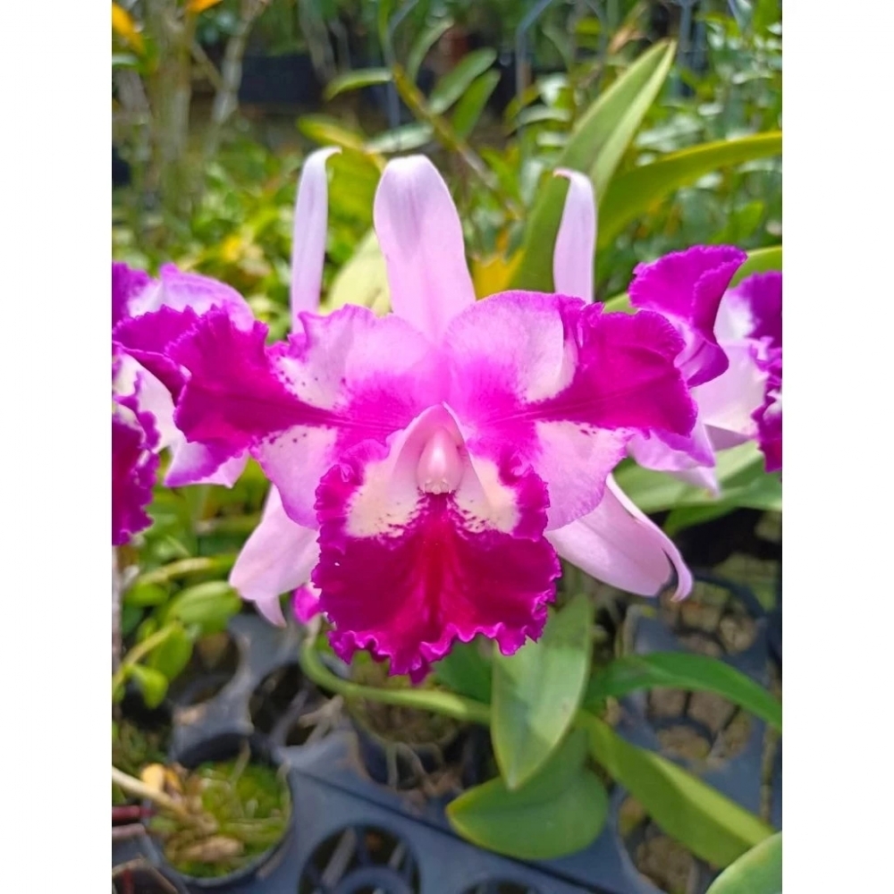 ［台灣瓶苗銷售］出藝