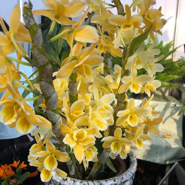 [精選蘭花]經典潑墨