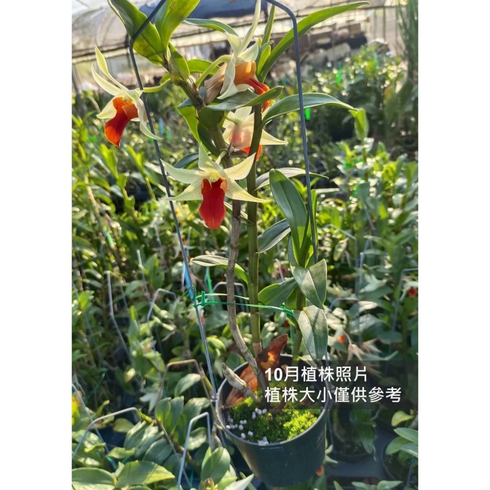 [精選蘭花]-黑毛石