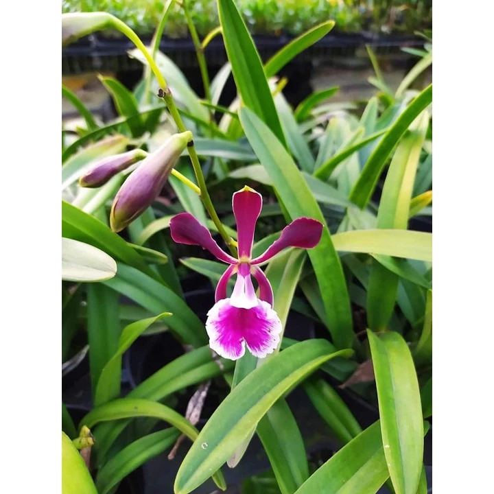 [精選蘭花]經典雜屬