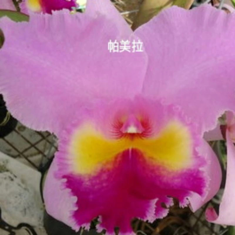 [精選蘭花]經典卡特