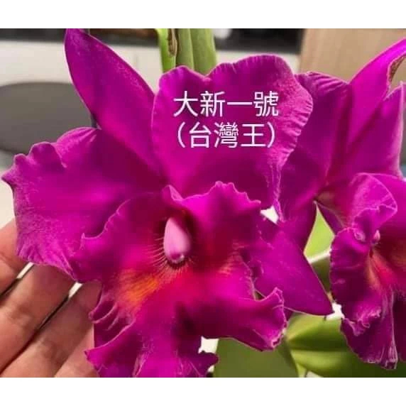 [精選蘭花]經典卡特