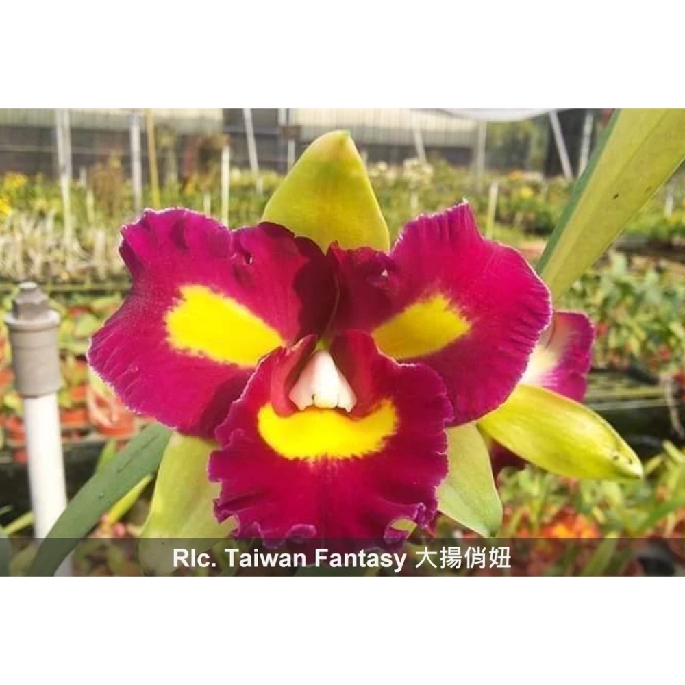 [精選蘭花]經典卡特