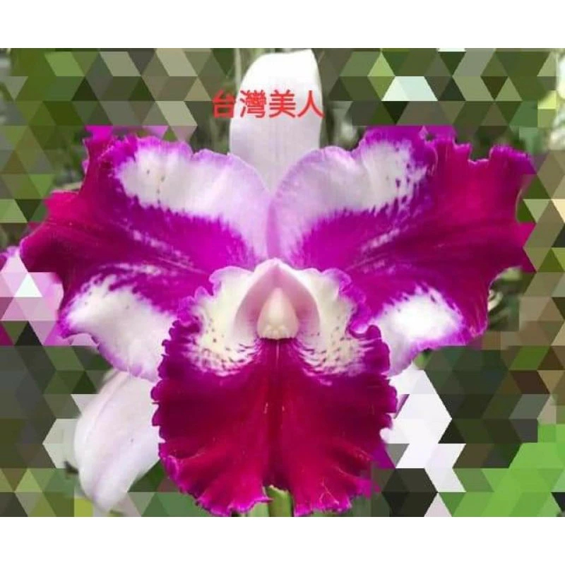 精選蘭花-嘉德台灣美