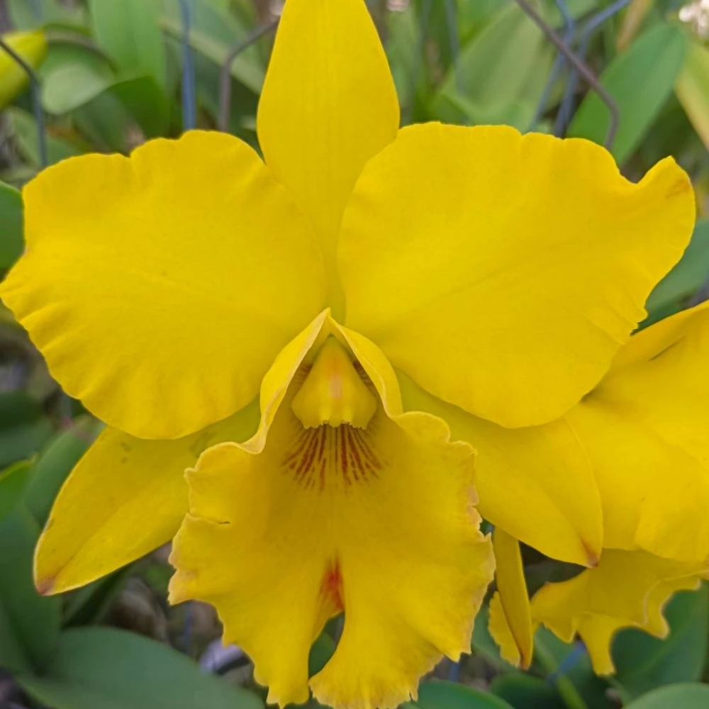 [精選蘭花]經典卡特