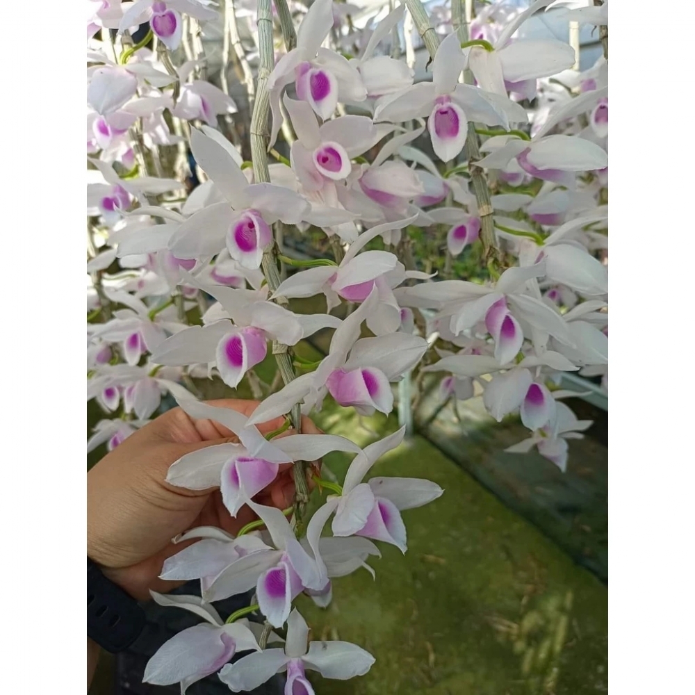 [精選蘭花]經典倒吊