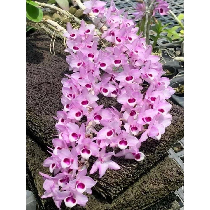 [精選蘭花]新品原生