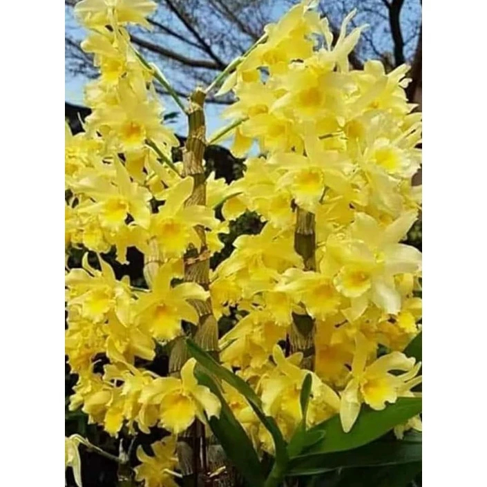 [精選蘭花]經典春石