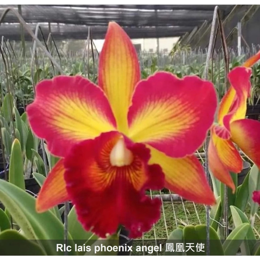 [精選蘭花]經典卡特