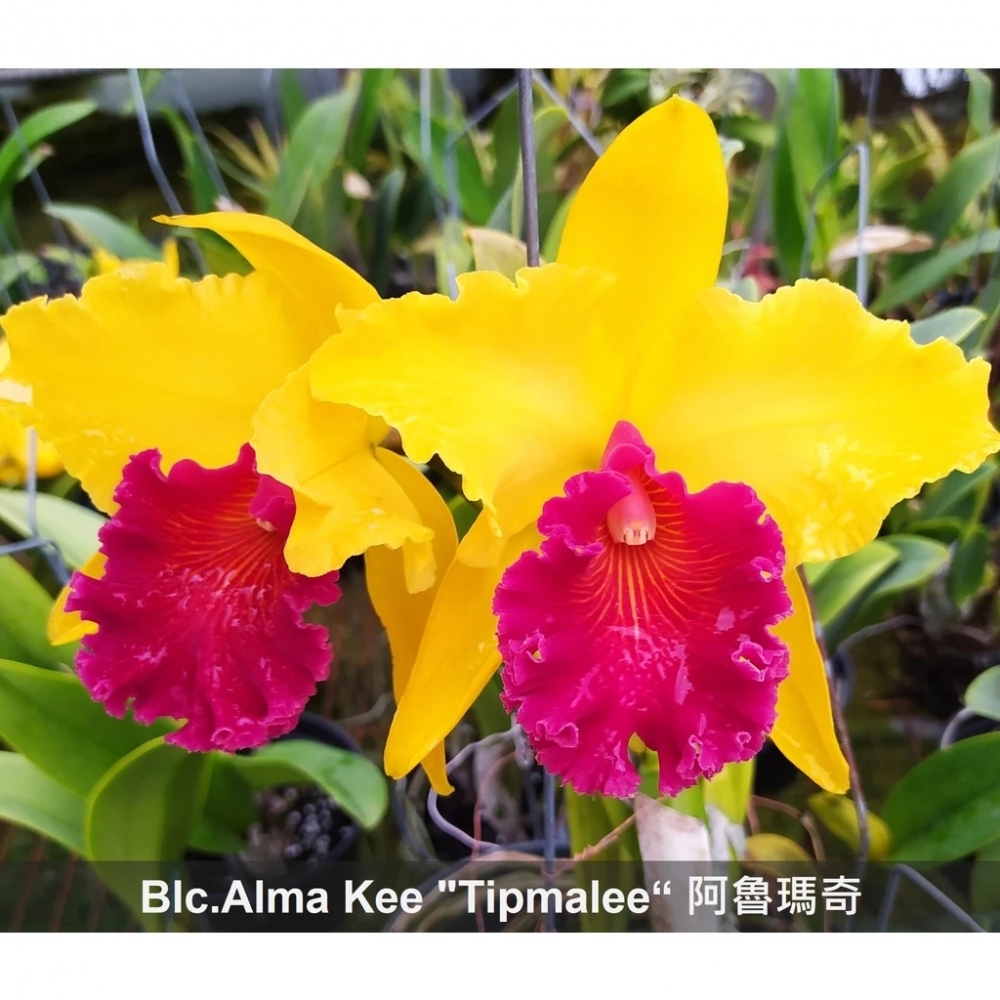 [精選蘭花]經典卡特