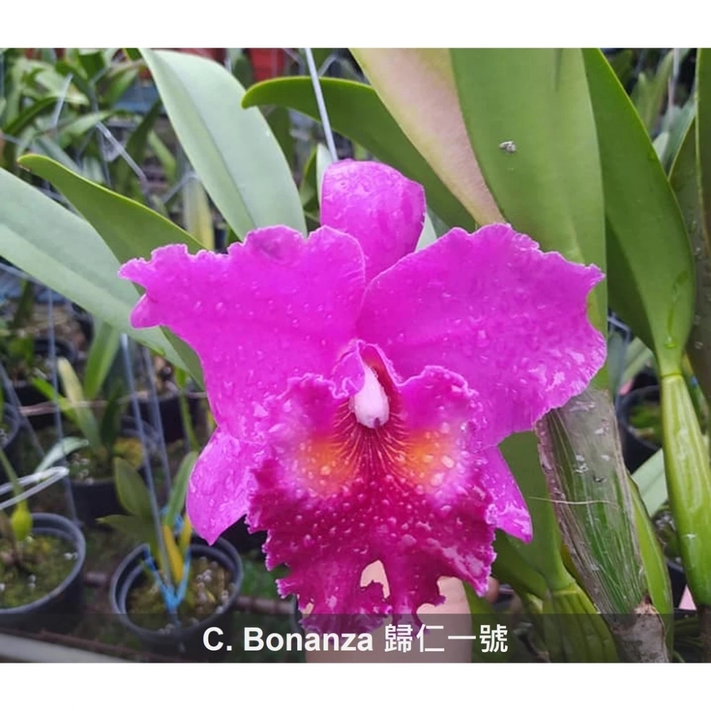 [精選蘭花]經典卡特