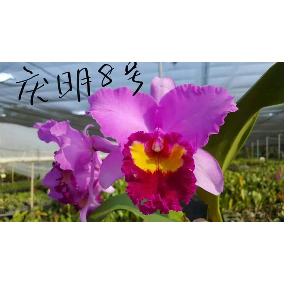 [精選蘭花] 卡特蘭