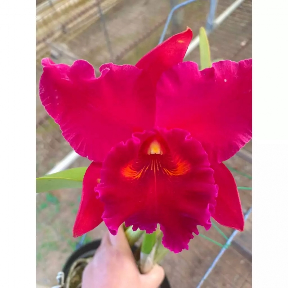 [精選蘭花]經典卡特