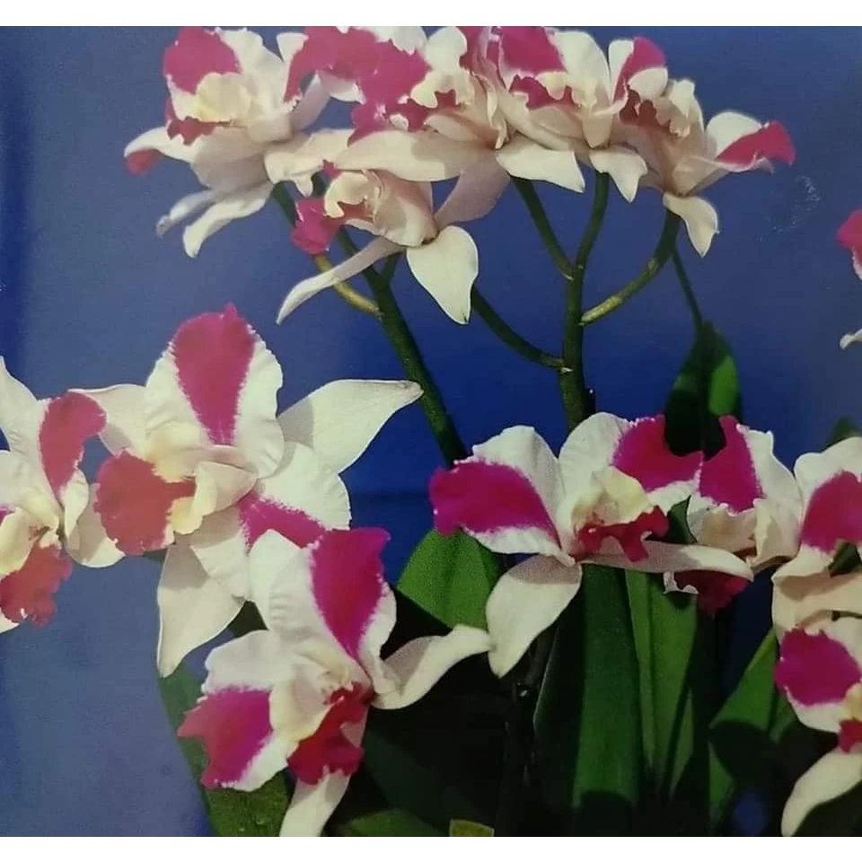 [精選蘭花] 經典卡