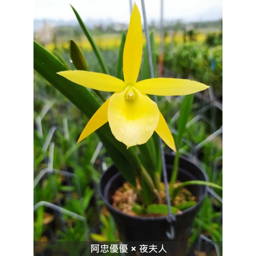 [精選蘭花] 經典卡