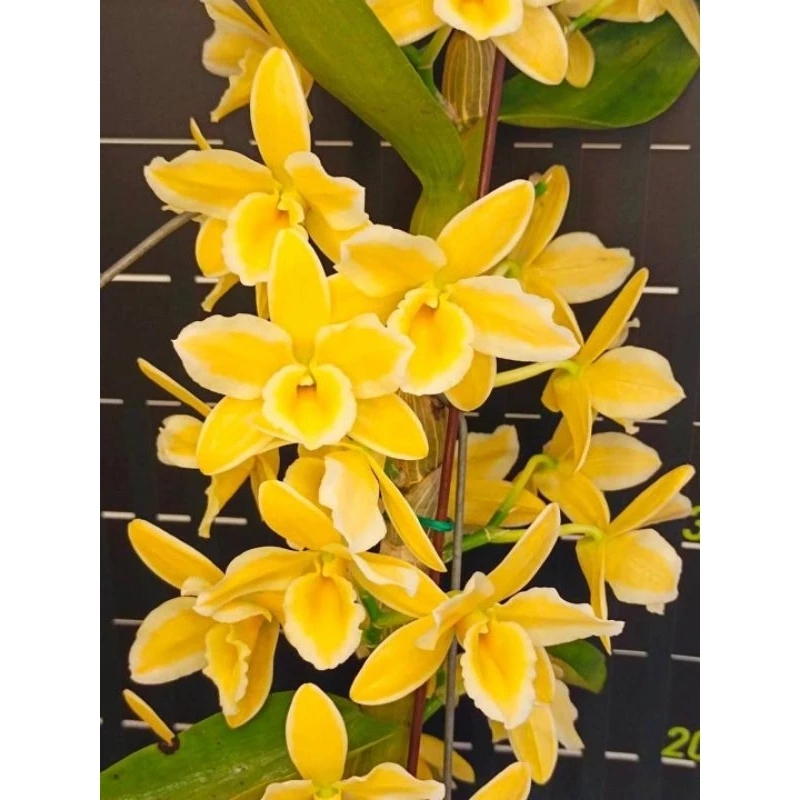 [精選蘭花] 新品育