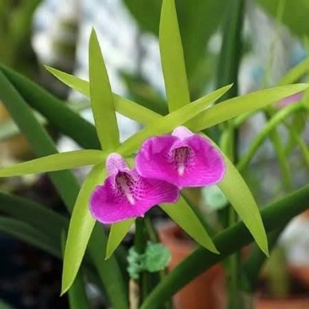 [精選蘭花] 一組兩