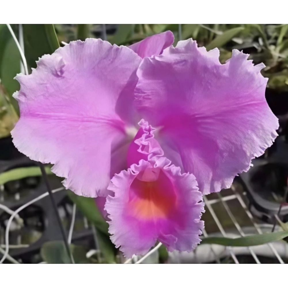 ［蘭花瓶苗］原生種嘉