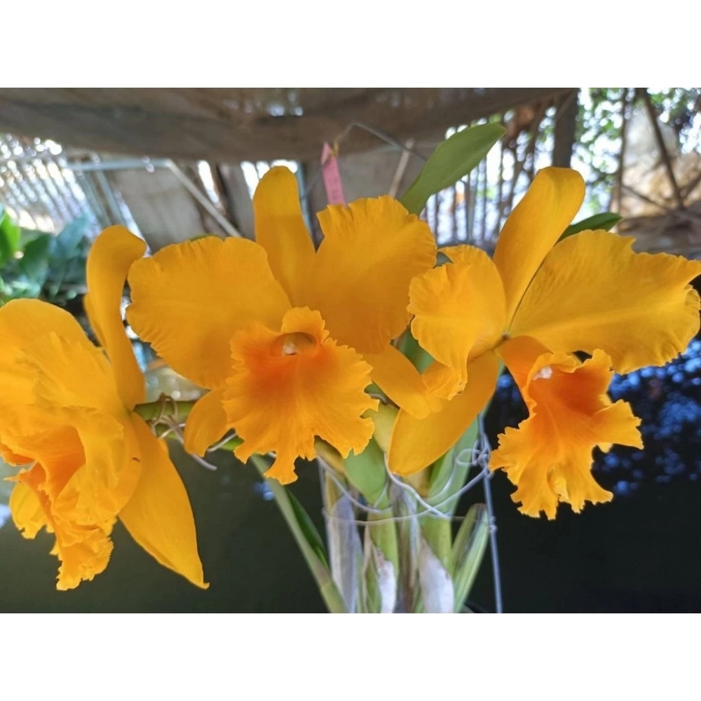 ［蘭花瓶苗］嘉德瓶苗