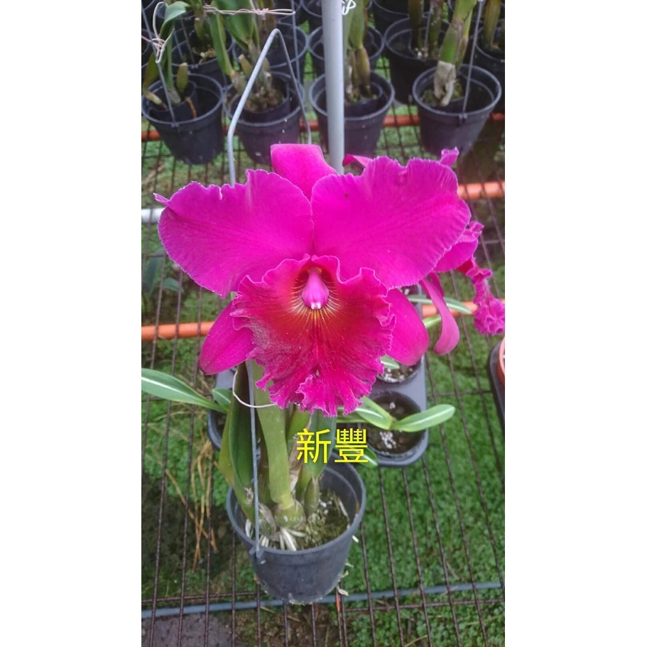 [精選蘭花]經典卡特