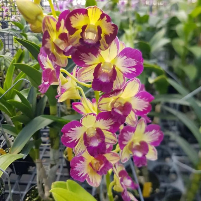 精選蘭花-高貴不貴超