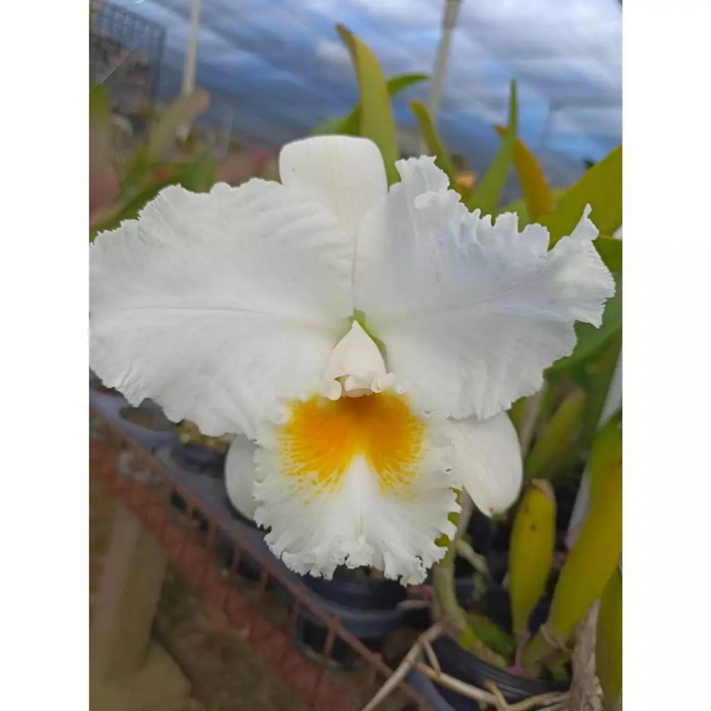 [精選蘭花]經典卡特