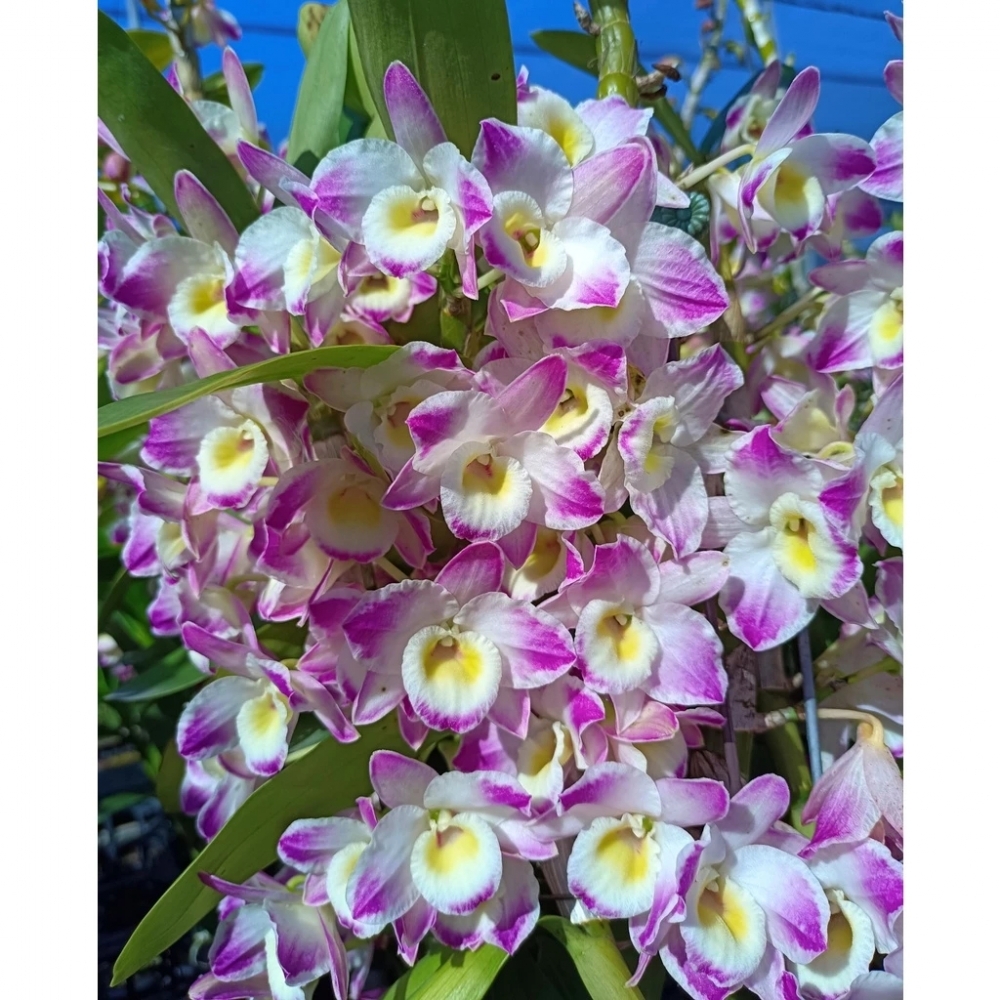 [精選蘭花]經典潑墨