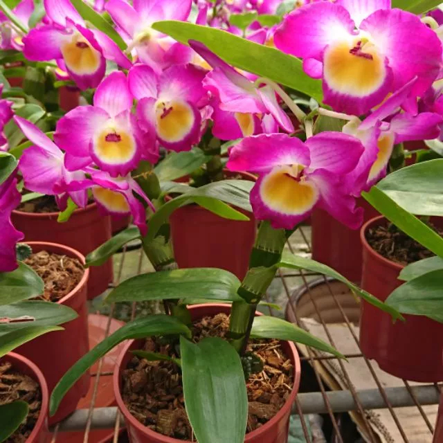 [精選蘭花]專利春石