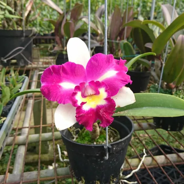 [精選蘭花]經典卡特