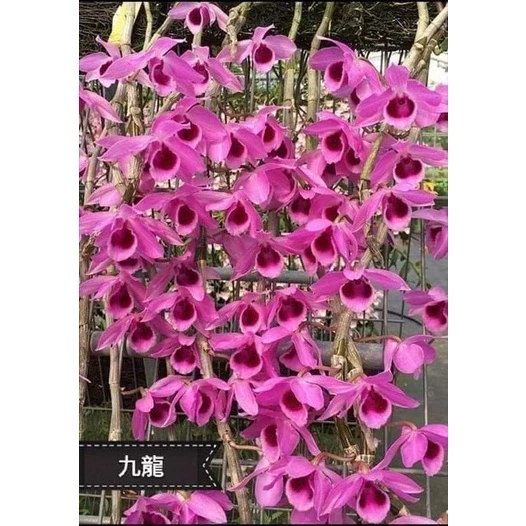 [精選蘭花]經典倒吊