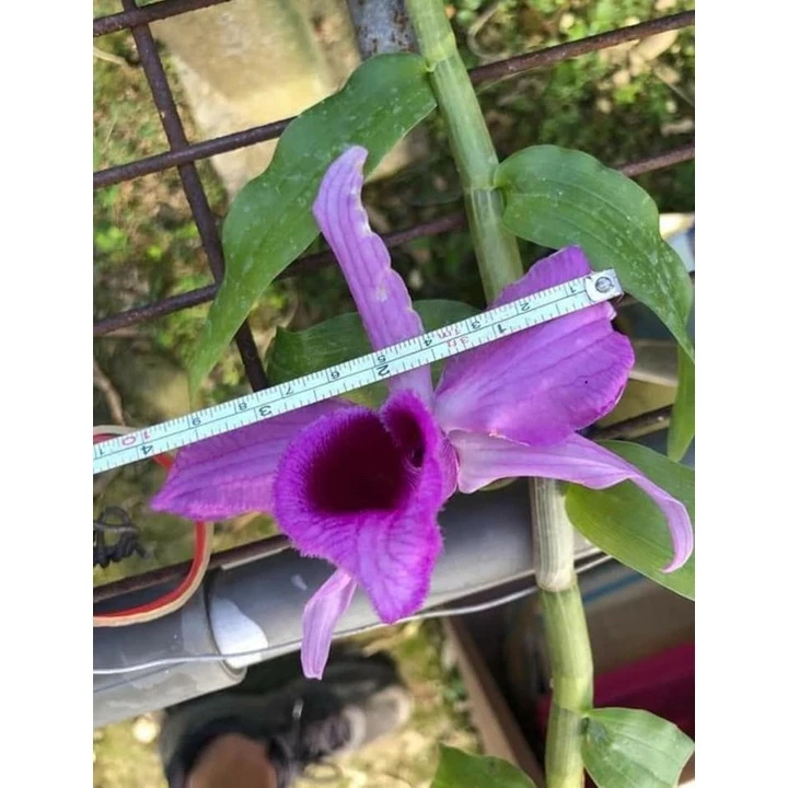 [精選蘭花]新品原生