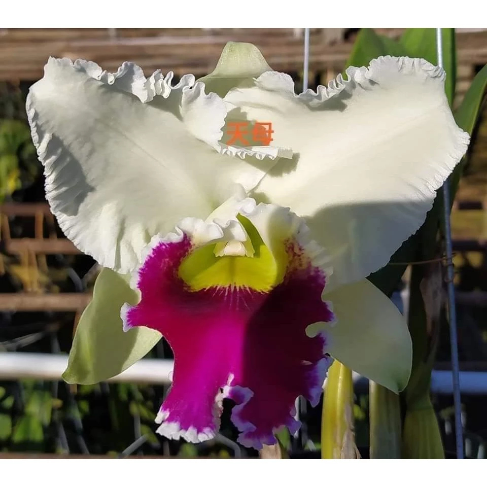 [精選蘭花]經典卡特