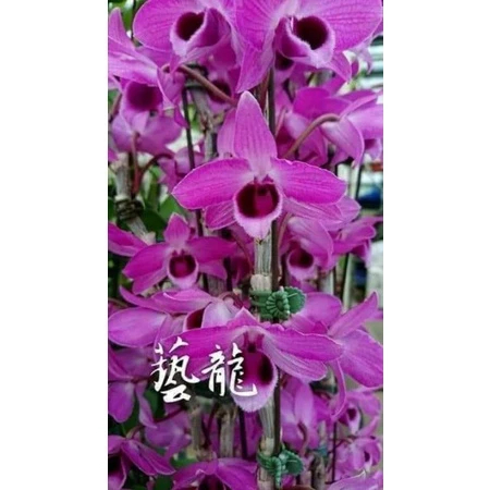 [精選蘭花]經典倒吊