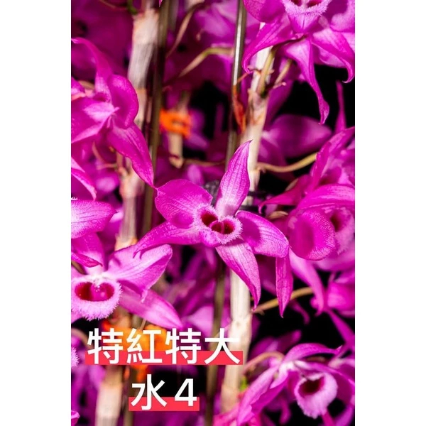 [精選蘭花] 經典倒