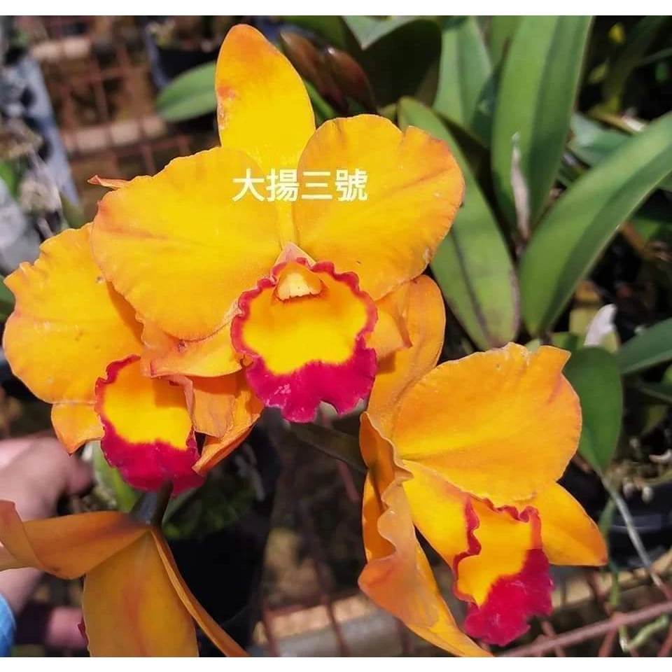 [精選蘭花] 經典卡