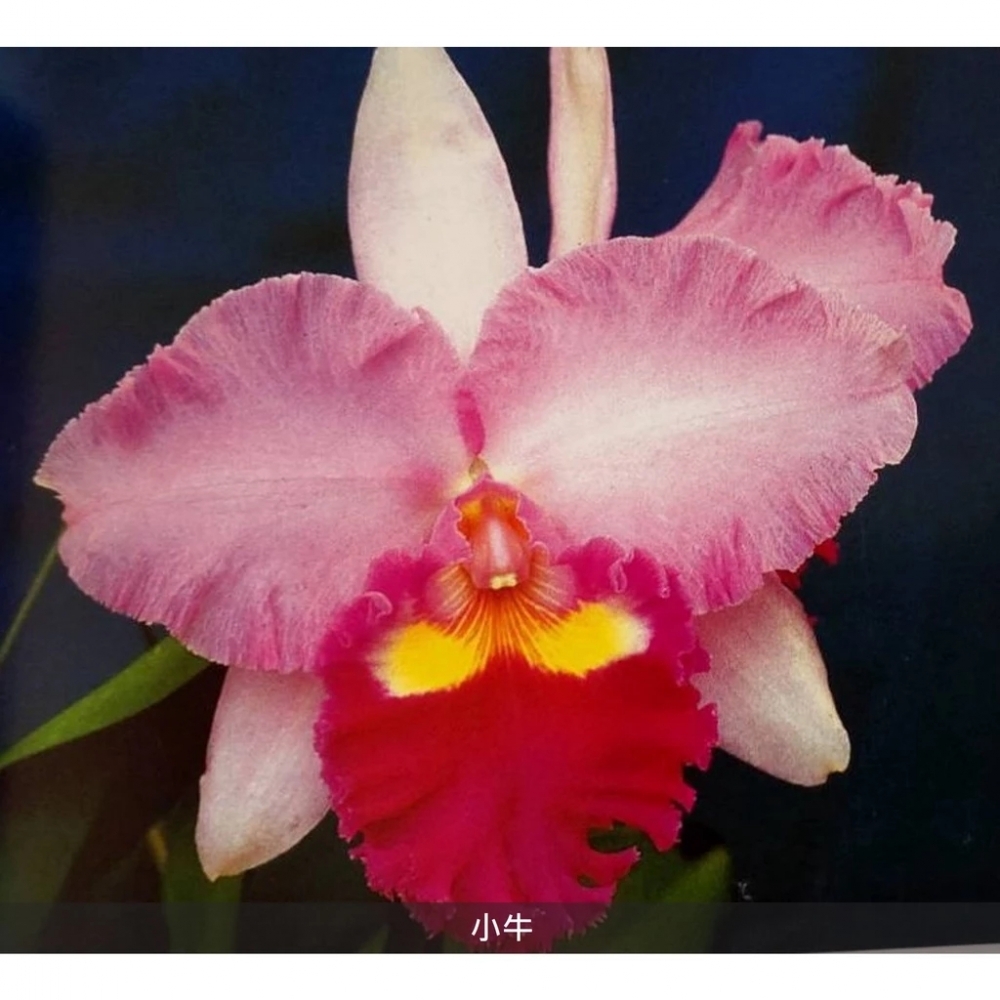 [精選蘭花] 經典卡