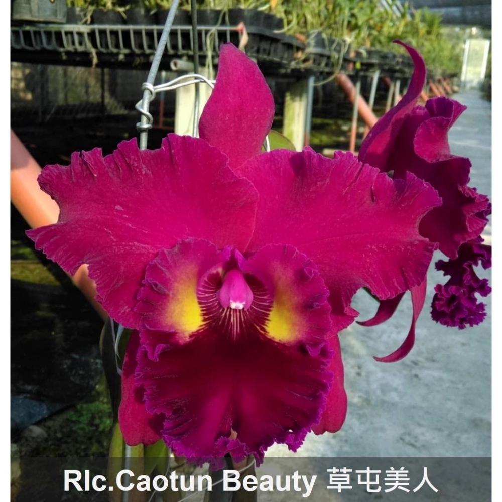 [精選蘭花] 草屯美