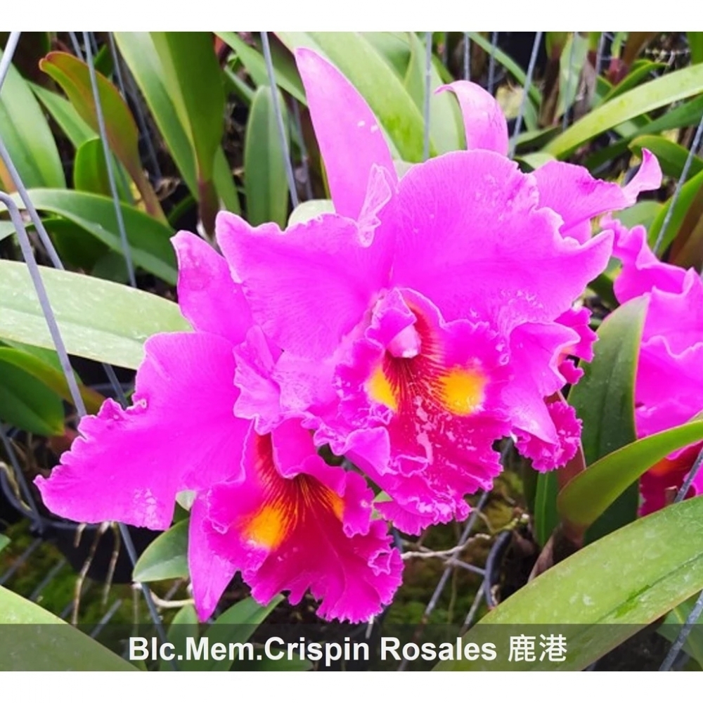 [精選蘭花]經典卡特