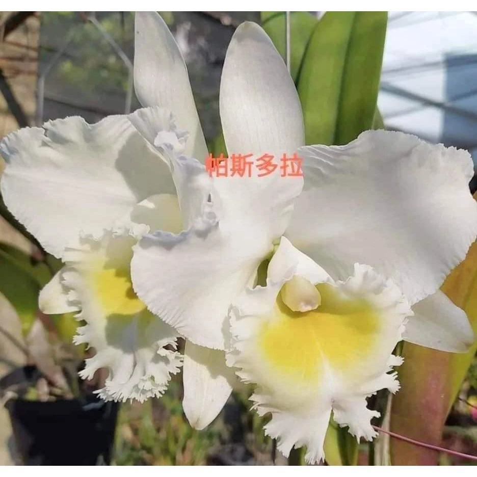 [精選蘭花]經典卡特