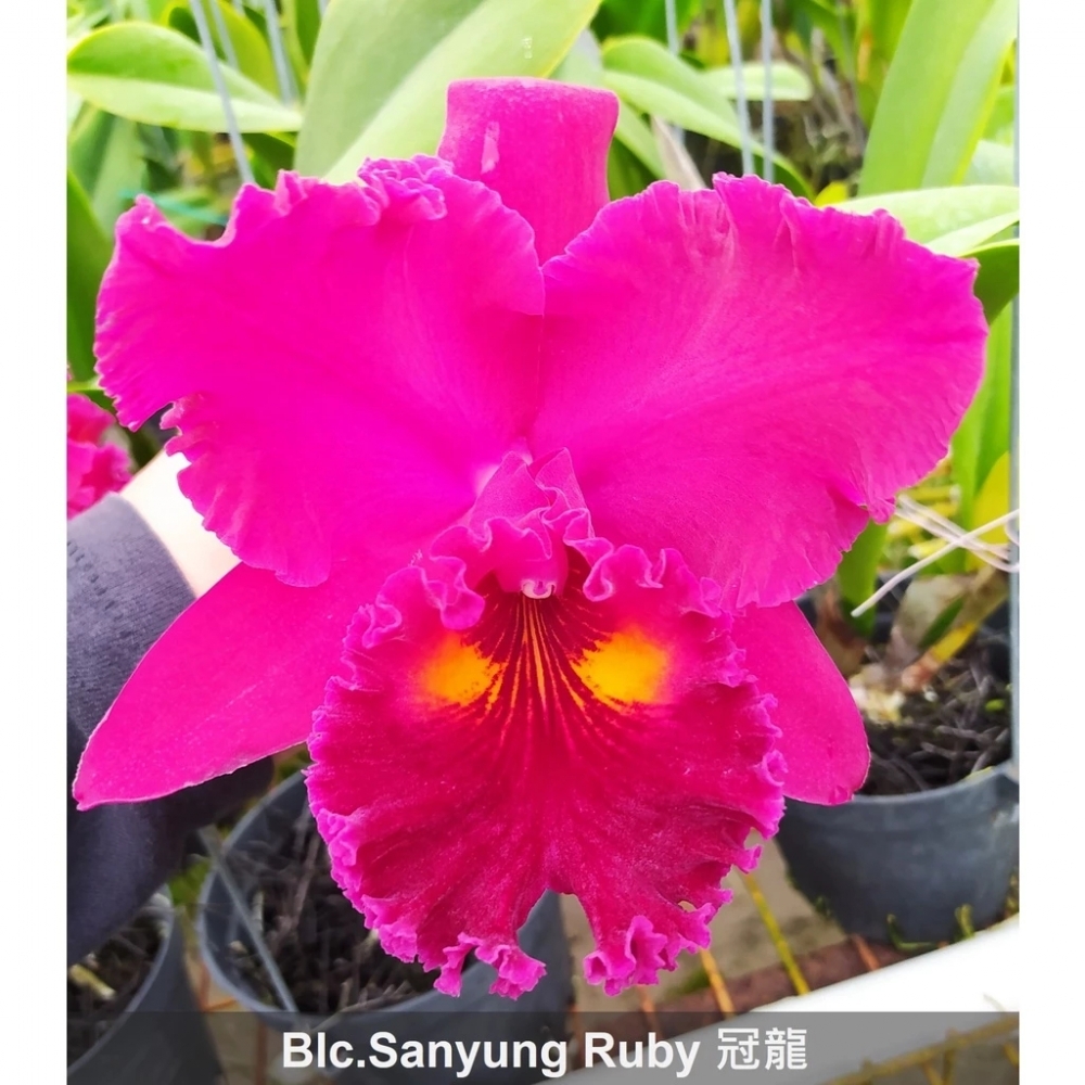 [精選蘭花]經典卡特