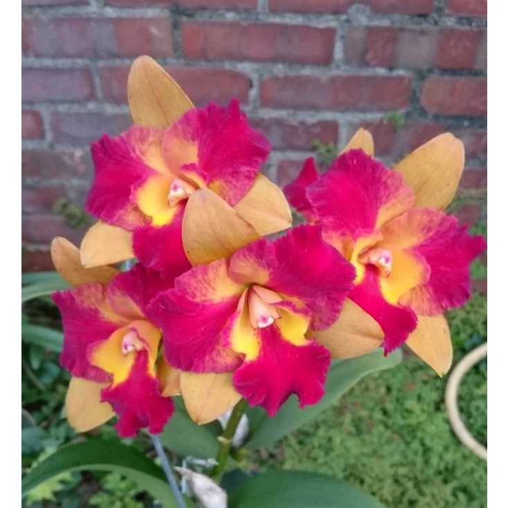 [精選蘭花]經典卡特