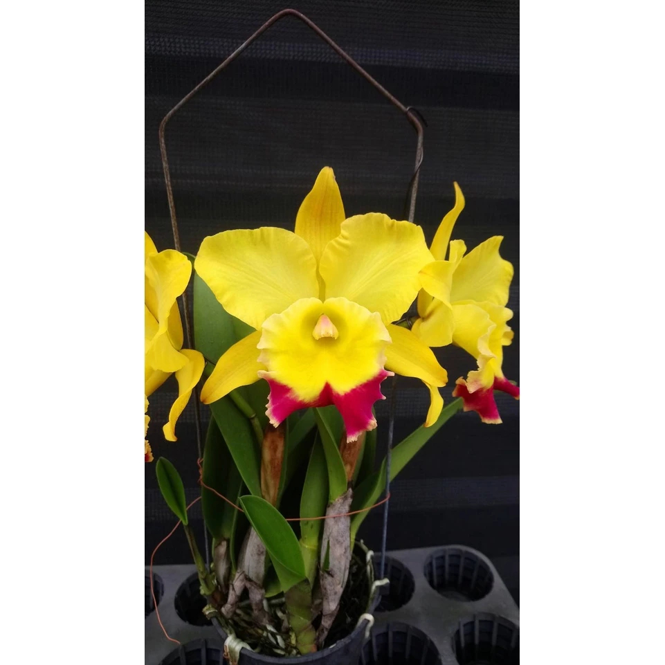 [精選蘭花]經典卡特