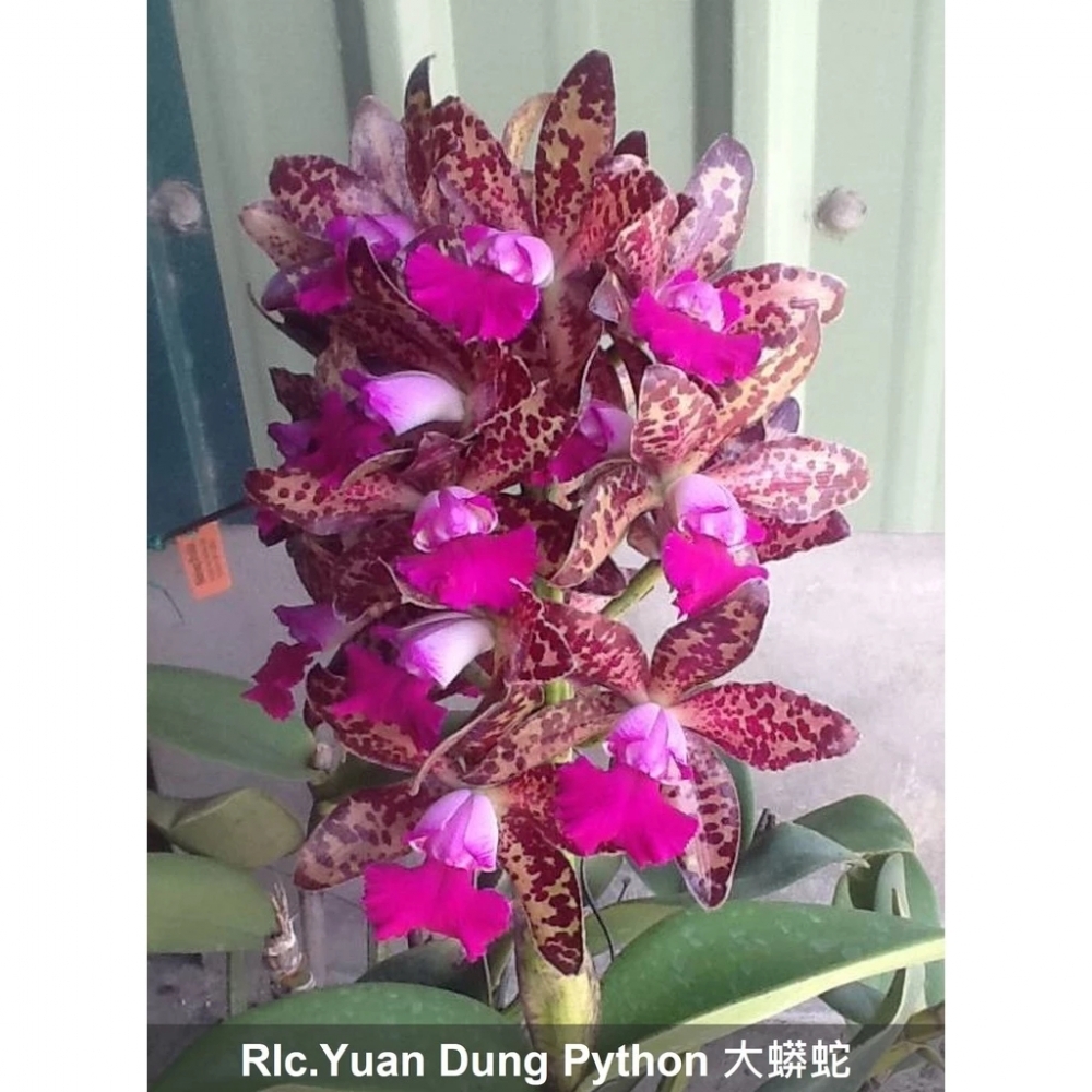 [精選蘭花]經典卡特