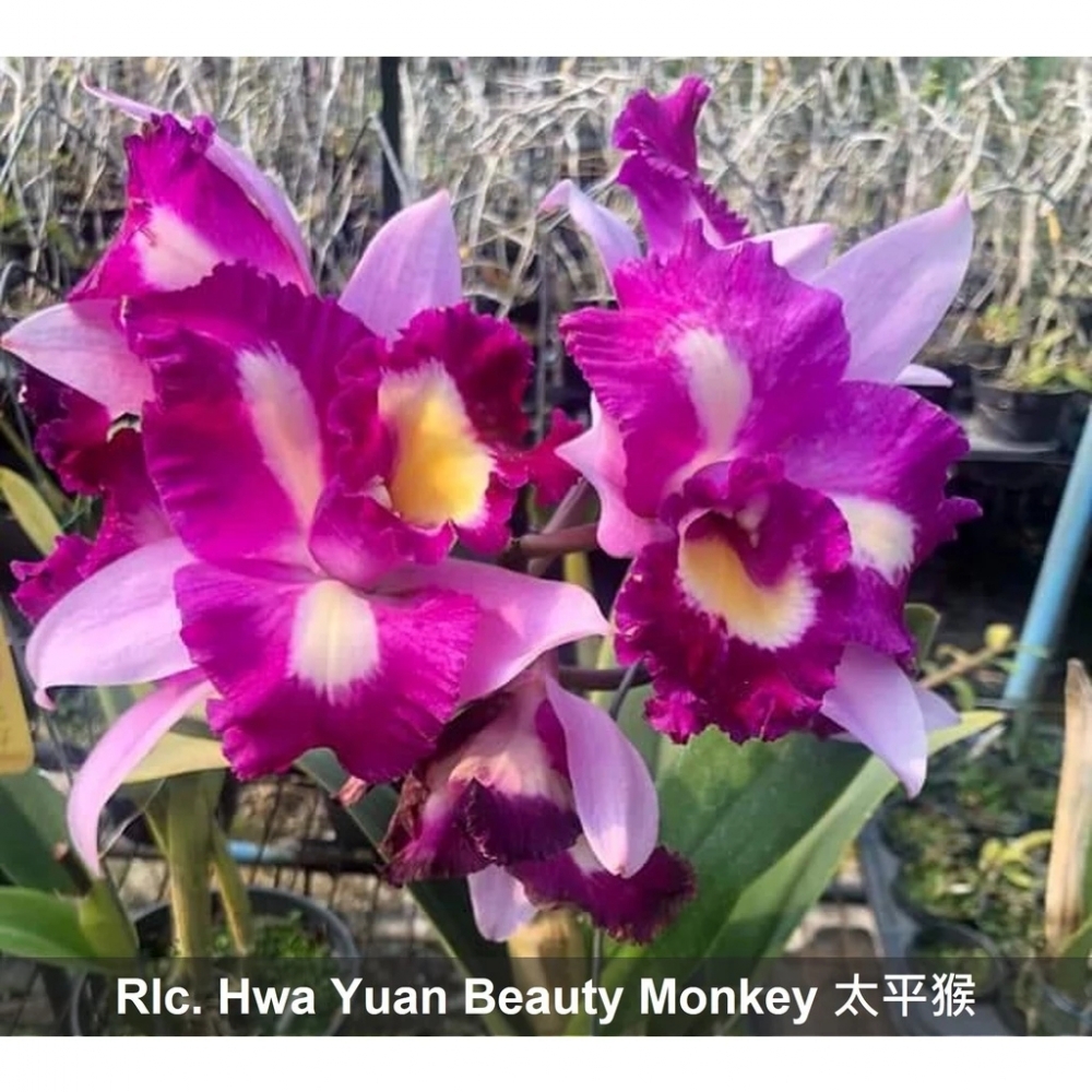 [精選蘭花]經典卡特